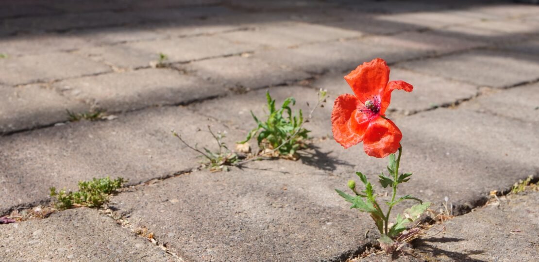 asphaltmohn